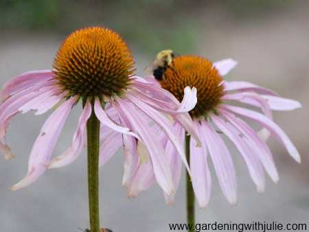 gardening with children