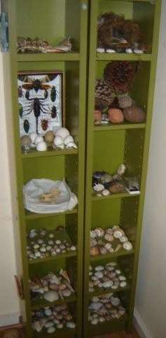 Nature Table - collection in a cabinet