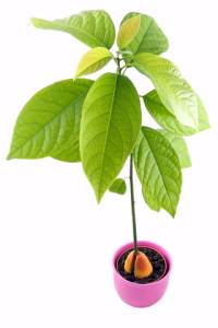 Plant Experiments - Avocado