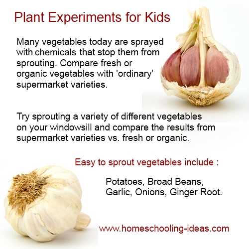 Easy plant experiments for kids