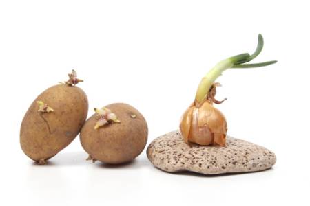 Plant Experiments - Potato and Onion