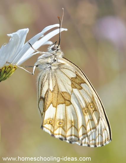 Raising Cabbage White Butterflies 