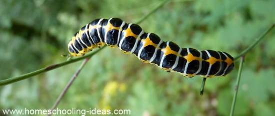 Raising butterflies from caterpillars - Homeschool science