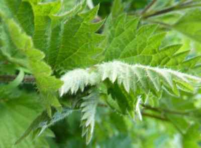 stinging nettle plant