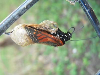 Milkweed Colour=Butterfly