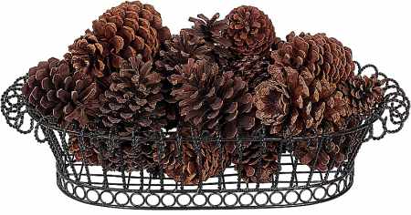 Pine cones for science experiment