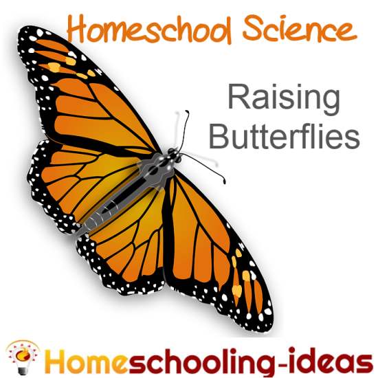 Raising butterflies for homeschool science