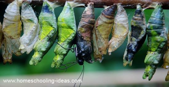 Raising caterpillars for homeschool science.